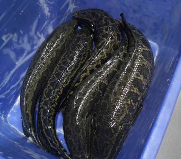 切魚片機(jī)，自動切魚片機(jī)，片魚片機(jī)器，魚片機(jī)廠家，切魚片機(jī)多少錢