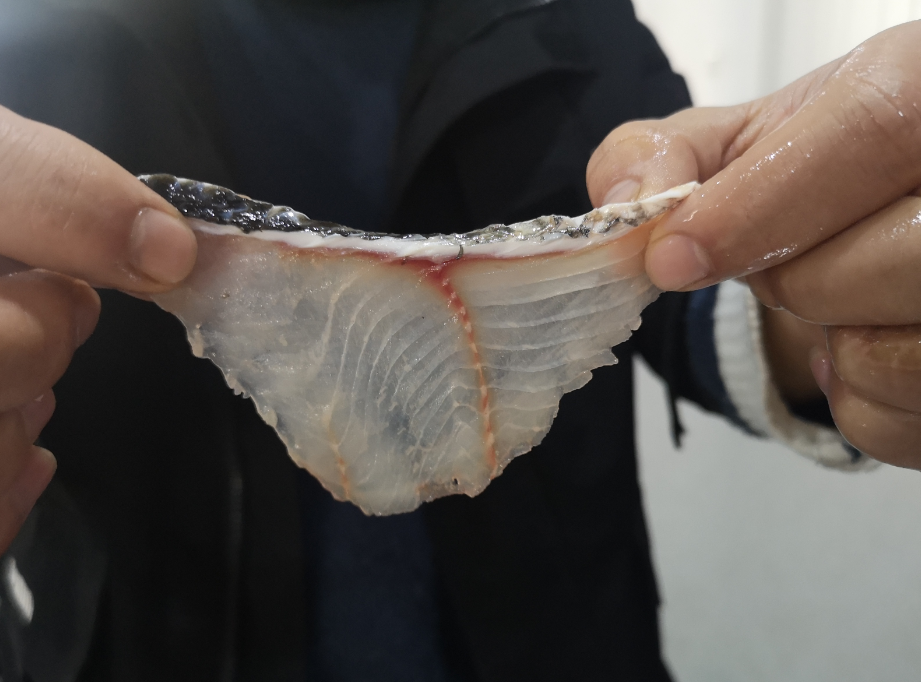 切魚片機(jī)，自動切魚片機(jī)，片魚片機(jī)器，魚片機(jī)廠家，切魚片機(jī)多少錢