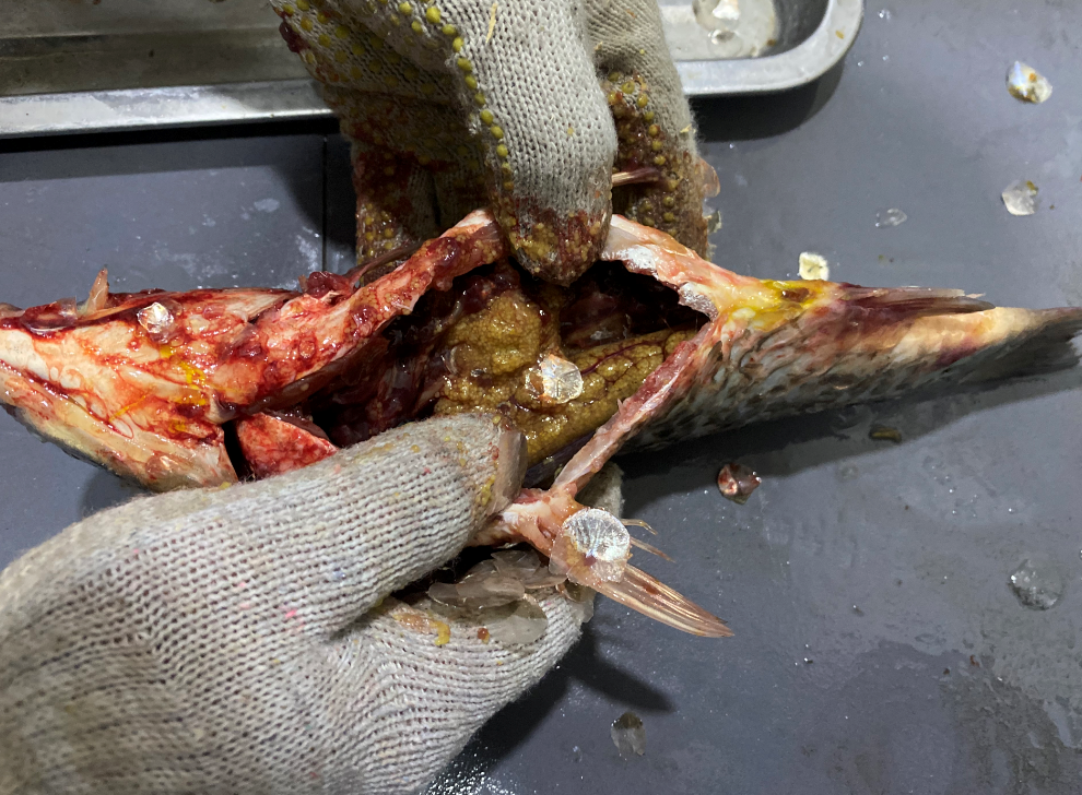 殺魚機(jī)，全自動殺魚機(jī)，殺魚機(jī)怎么樣，殺魚機(jī)廠家，商用殺魚機(jī)