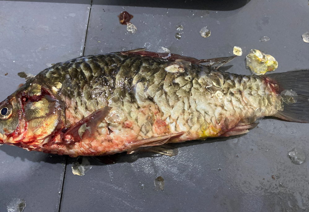 殺魚機(jī)，全自動殺魚機(jī)，殺魚機(jī)怎么樣，殺魚機(jī)廠家，商用殺魚機(jī)