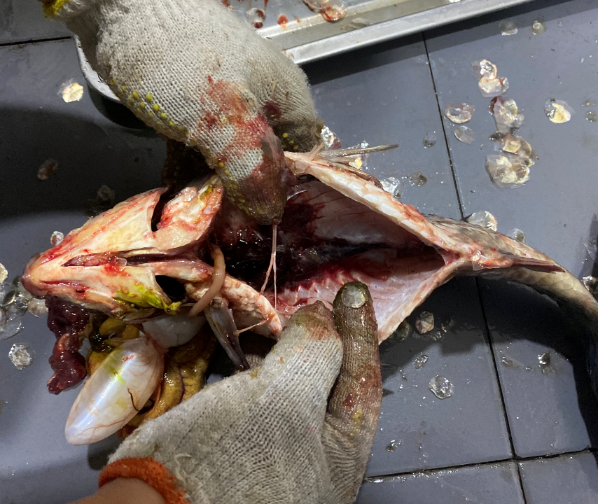 殺魚機(jī)，全自動殺魚機(jī)，殺魚機(jī)怎么樣，殺魚機(jī)廠家，商用殺魚機(jī)