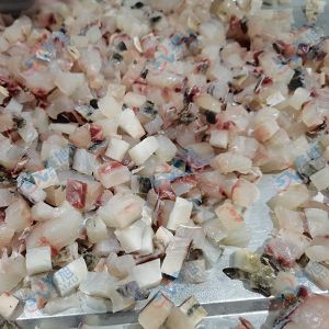全自動(dòng)切丁機(jī) “切丁機(jī)切10mm草魚丁 ”效果反饋！
