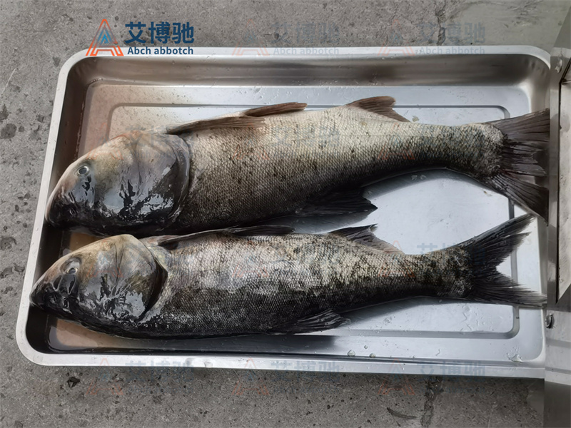 客戶自備物料，花鰱未加工前